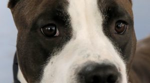 Amstaff