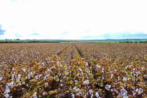 Cotone Bio Italia