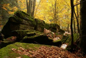 Foreste Casentinesi