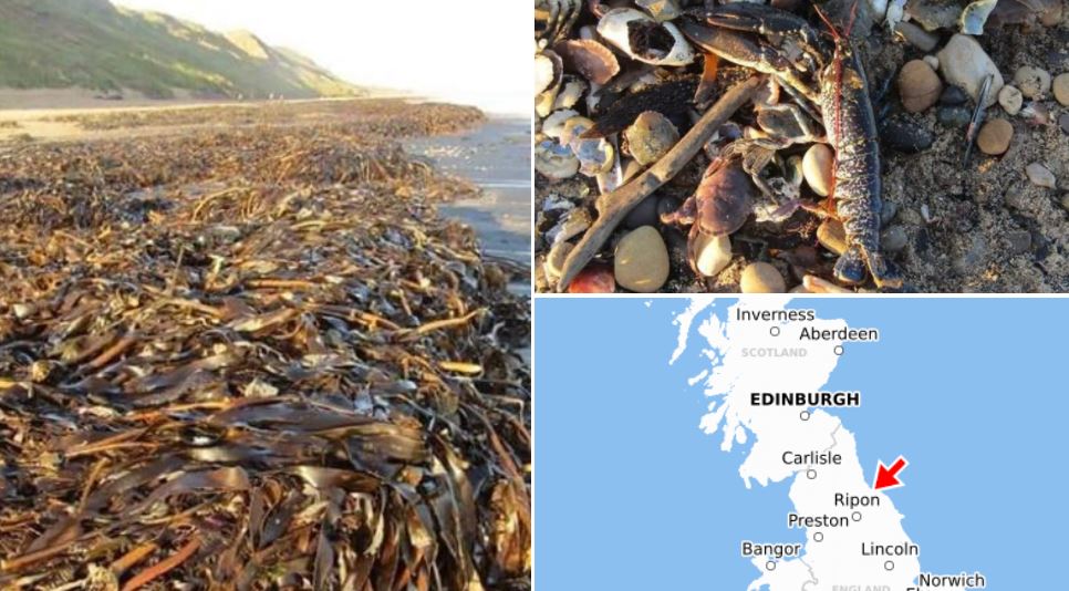 Mistero nel Nord/Est dell&#39;Inghilterra: migliaia di crostacei morti sulle  spiagge di Marske-by-the-Sea