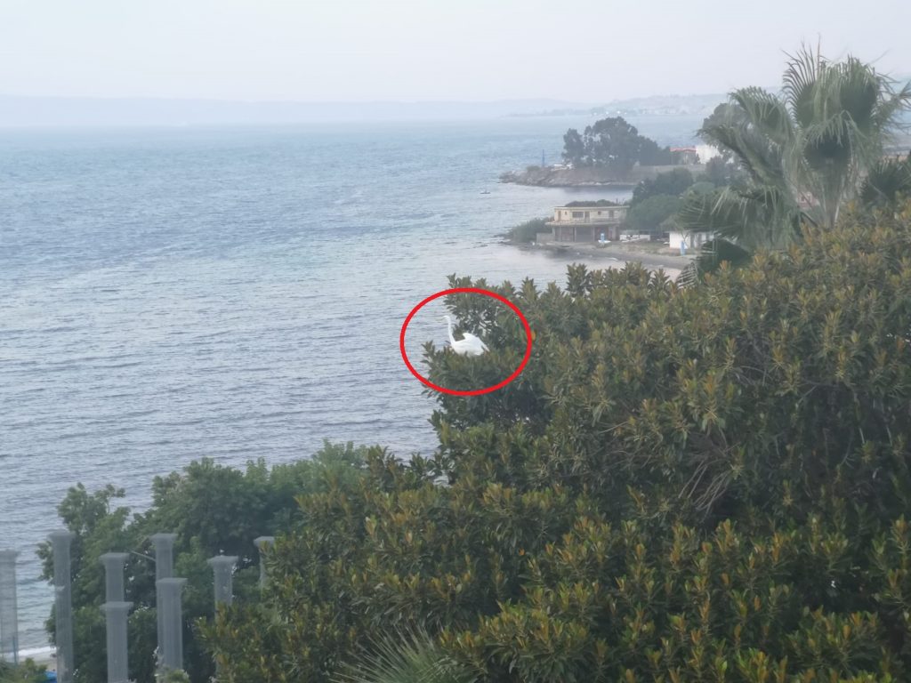 airone bianco maggiore reggio calabria