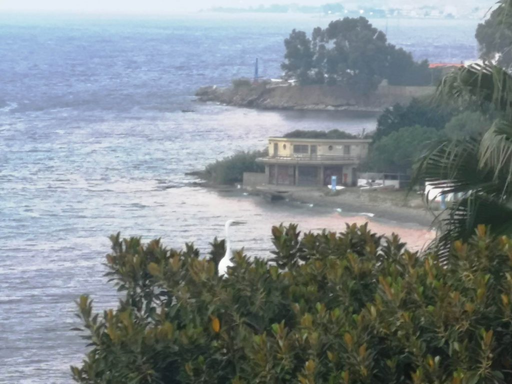 airone lungomare falcomatà