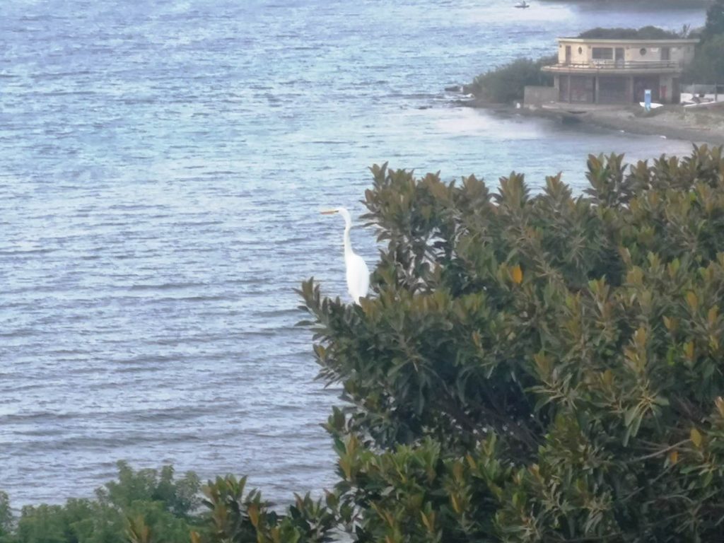 airone lungomare falcomatà