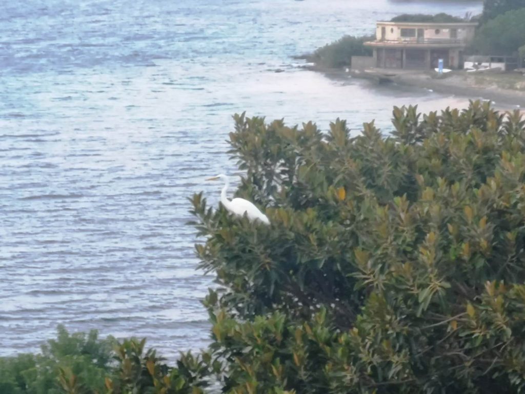 airone lungomare falcomatà