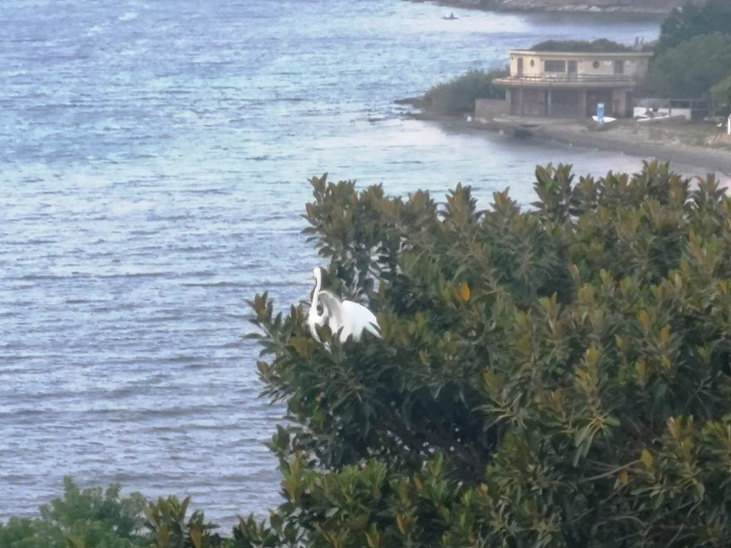 airone lungomare falcomatà