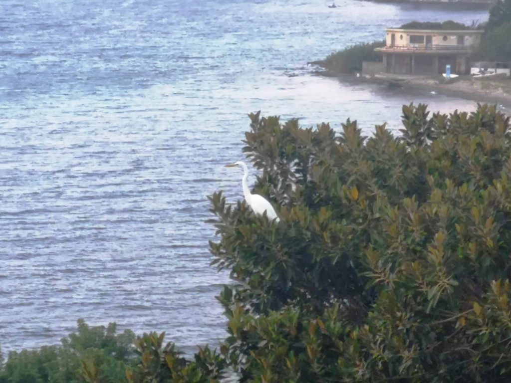 airone lungomare falcomatà