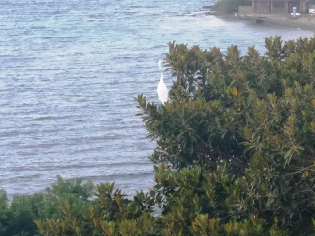airone lungomare falcomatà