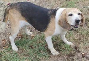 beagle birba