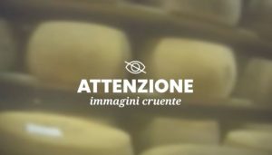 video essere animali