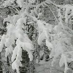 Maltempo: forte nevicata sull’Appennino Toscano, all’Abetone 50 cm di coltre bianca [FOTO]