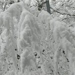 Maltempo: forte nevicata sull’Appennino Toscano, all’Abetone 50 cm di coltre bianca [FOTO]
