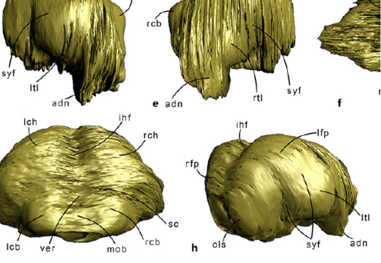 Rendering 3D del calco endocranico virtuale della balenottera pliocenica Tersilla realizzato attraverso la TAC del fossile