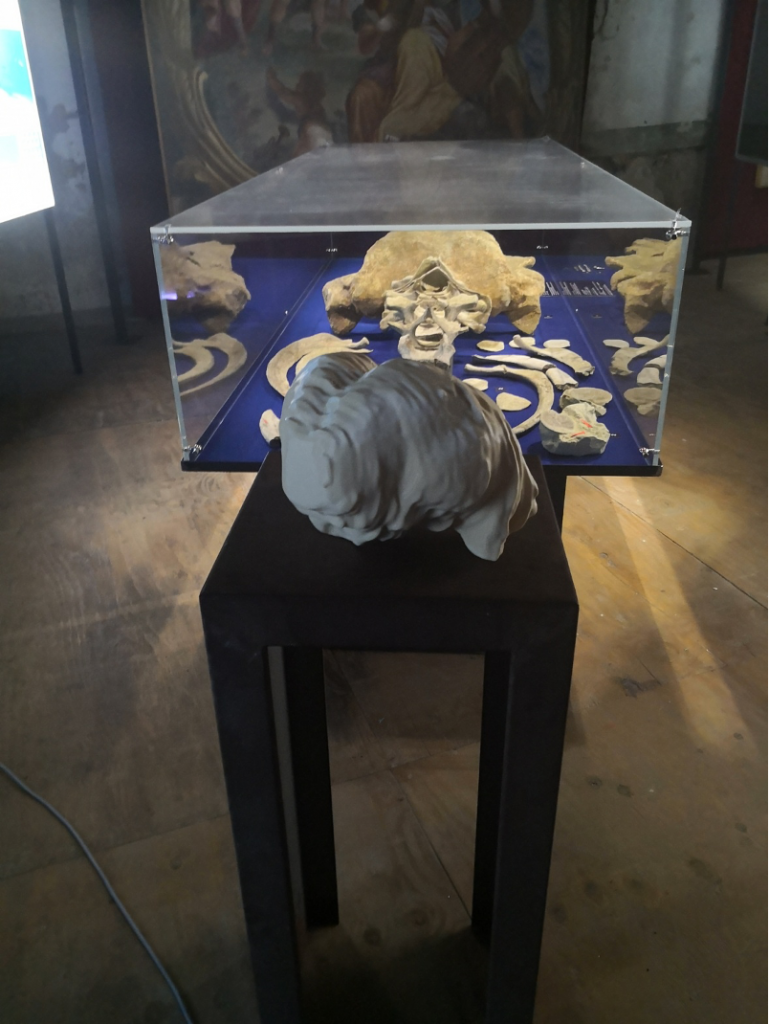 La stampa 3D del calco endocranico davanti alla vetrina con le ossa della balenottera pliocenica Tersilla nella cornice della Chiesa del Gesù del palazzo del Michelerio di Asti