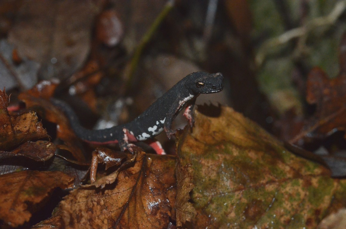 Salamandrina