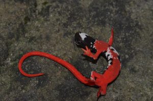 Salamandrina