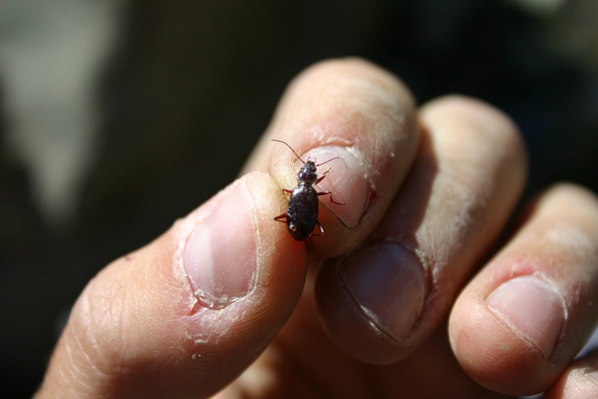 Oreonebria castanea (Foto Mauro Gobbi)