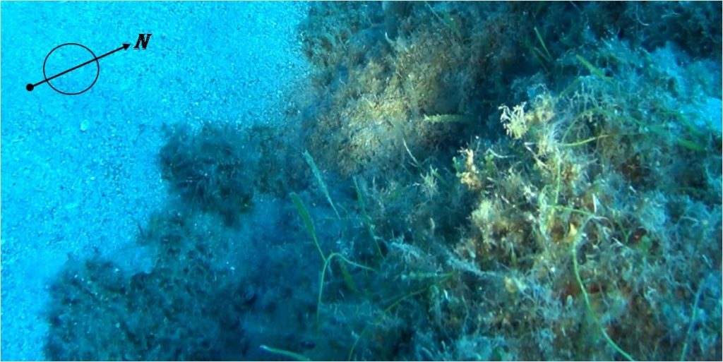 alga tropicale vibonese