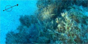 alga tropicale vibonese