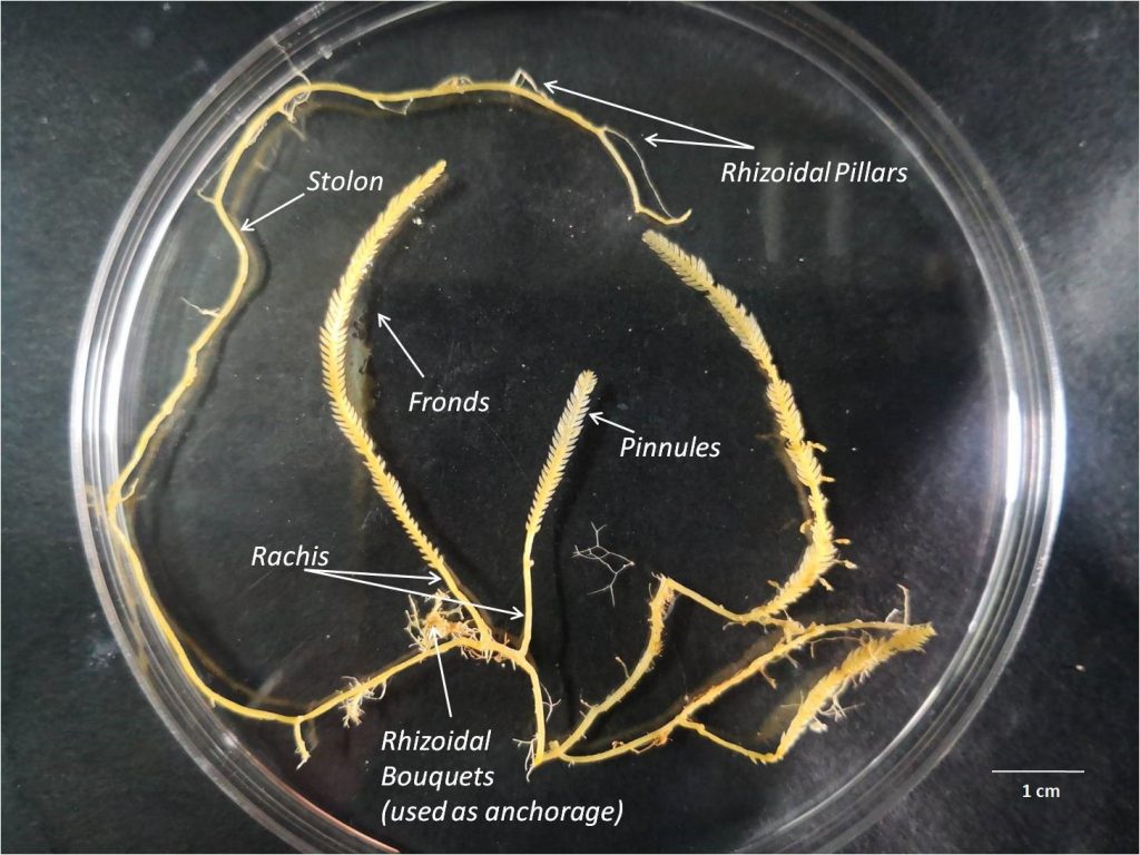 alga tropicale vibonese