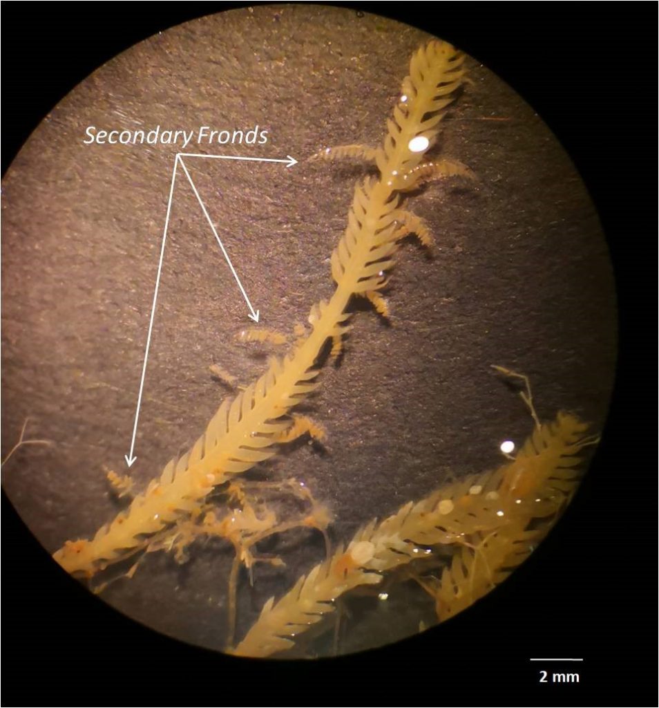 alga tropicale vibonese