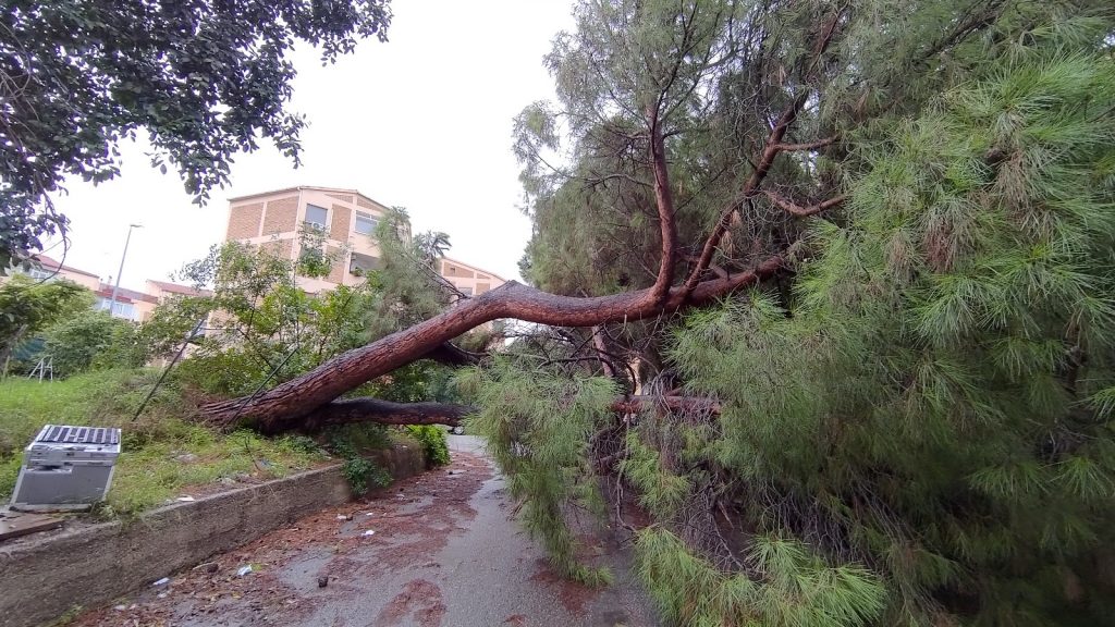 maltempo albero caduto a reggio calabria 1 novembre 2021