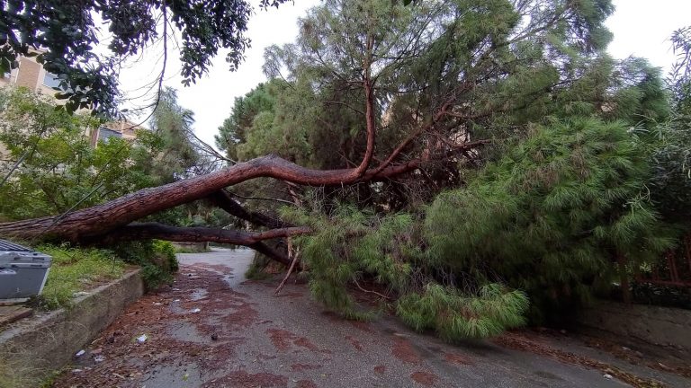 maltempo albero caduto a reggio calabria 1 novembre 2021