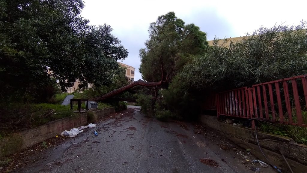 maltempo albero caduto a reggio calabria 1 novembre 2021