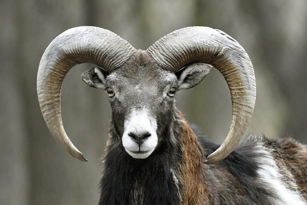 muflone
