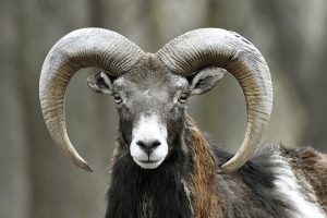 muflone