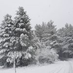 La neve sta imbiancando la Sila cosentina, scenari fiabeschi in Calabria [FOTO e VIDEO]