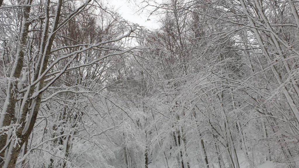 neve Sila