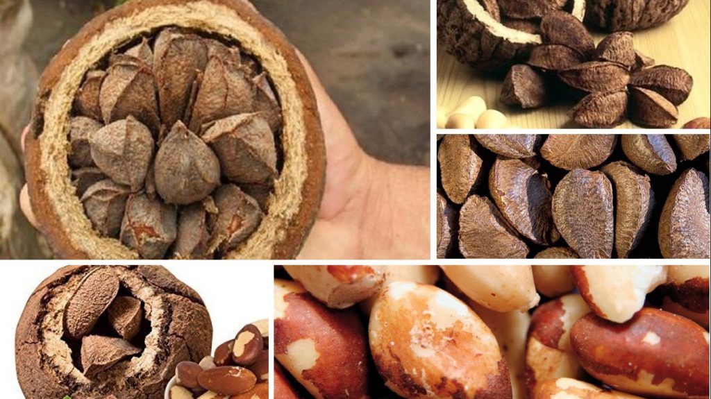 noci del brasile