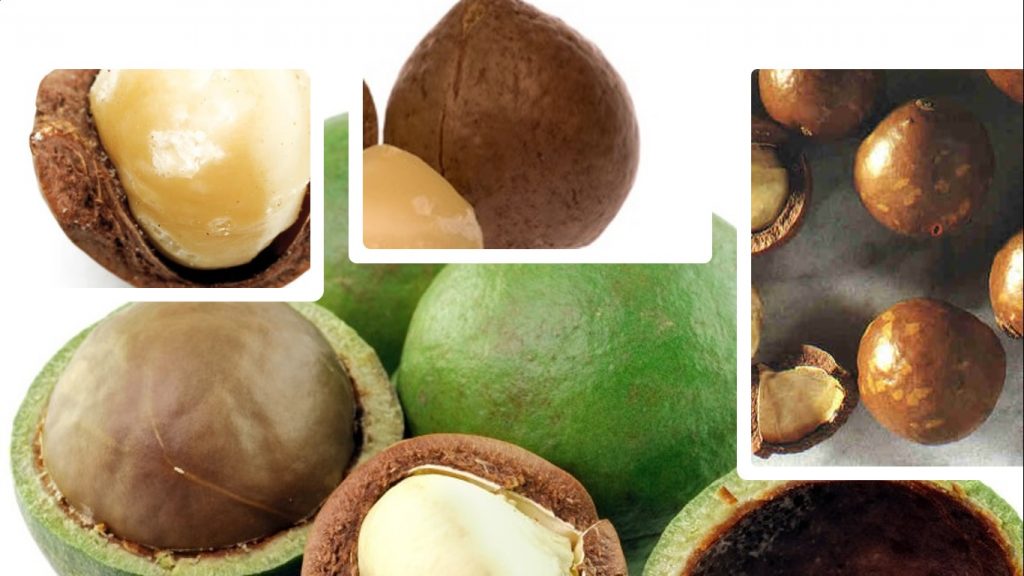 noci di macadamia