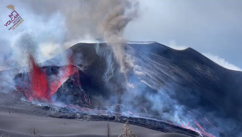 nuove bocche la palma