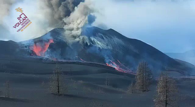 nuove bocche la palma