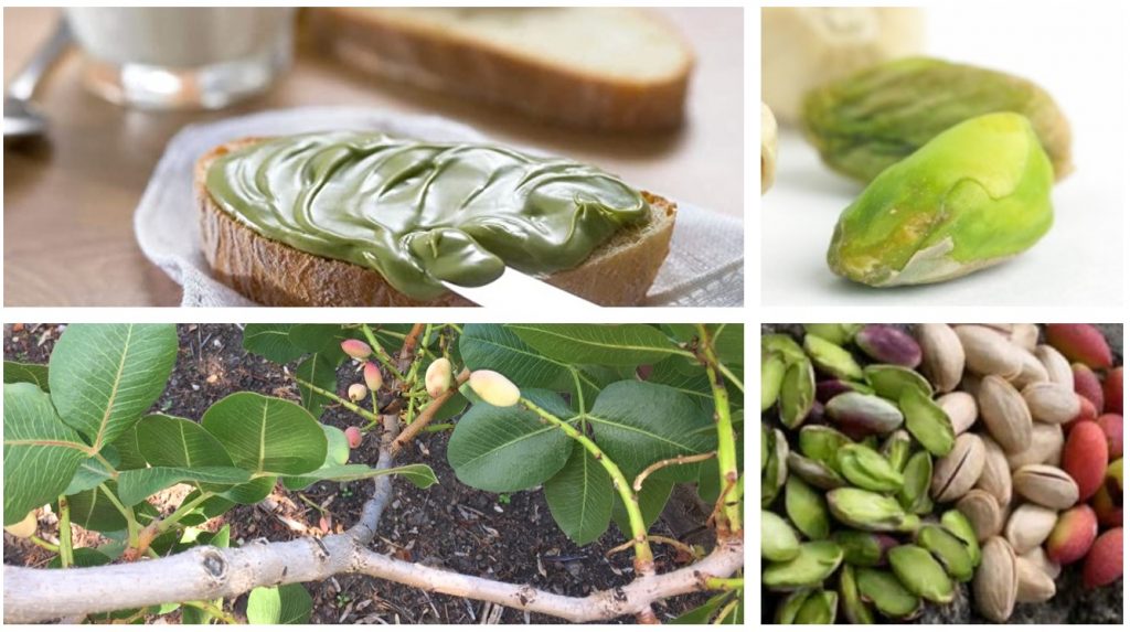 pistacchi