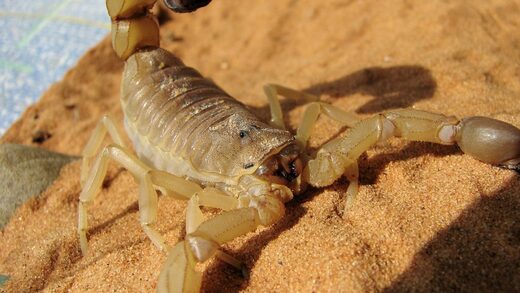 scorpione