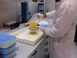 studi enea