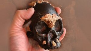 teschio bambino naledi