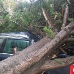 Maltempo in Sicilia, tornado semina danni a Canicattì: alberi abbattuti e tetti divelti – VIDEO