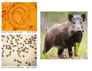 Trichinosi cinghiale