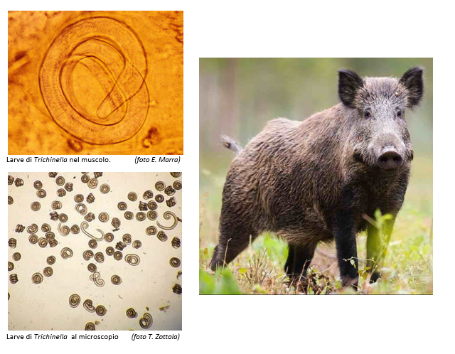 Trichinosi cinghiale