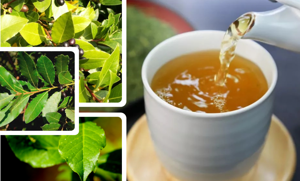 alloro sgonfiare pancia tisana antinfiammatorio