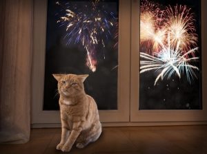 botti capodanno animali