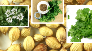 coriandolo, antinfiammatorio naturale abbassa glicemia colesterolo