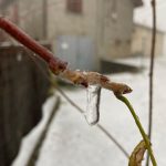 Maltempo, terribile gelicidio in Emilia Romagna: rami avvolti dal ghiaccio sull’Appennino tosco-emiliano, tanti disagi – FOTO e VIDEO