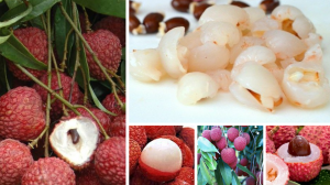litchi