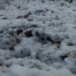 Maltempo in Sicilia, mare in tempesta e forte mareggiata a Sampieri: costa imbiancata per un “effetto nevicata” – FOTO e VIDEO