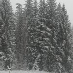 Maltempo in Veneto: paesaggi incantevoli ad Asiago, nevica sull’intero Altopiano dei Sette Comuni [FOTO]