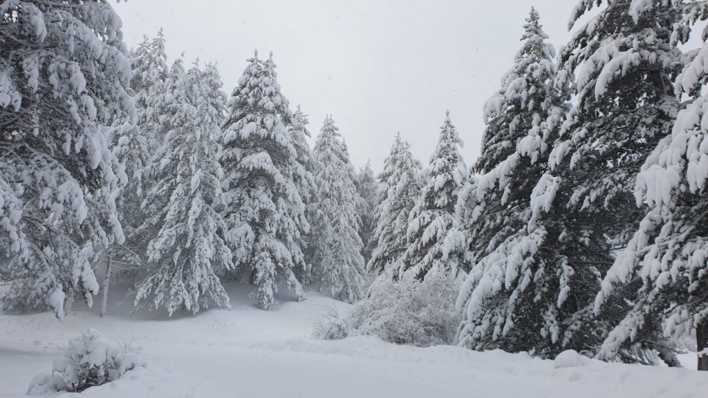 neve sila 11 dicembre 2021